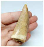 1155 - Outstanding Well Preserved Carcharodontosaurus saharicus Dinosaur Tooth