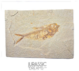 S251 - Nicely Preserved "Diplomystus dentatus" + "Knightia eocaena" Fossil Fishes - Eocene Age from USA
