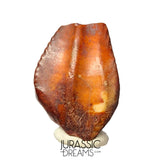 S481 - Exceedingly Rare Iguanodontian (cf Elrhazosaurus or Lurdusaurus) Dinosaur Tooth - Lower Cretaceous