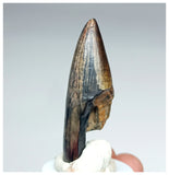 1191 - Gem Grade Sarcosuchus imperator Crocodile Tooth - Lower Cretaceous Elrhaz Fm