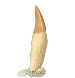 S254- Finest Grade Gavialimimus almaghribensis (Rare Mosasaur species) Rooted Tooth - Late Cretaceous