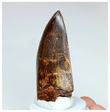 1015 - Gem Grade Carcharodontosaurus saharicus 2.36'' Dinosaur Tooth KemKem