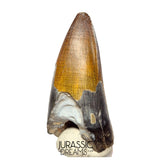 S439 - Nicely Preserved Sarcosuchus imperator Crocodile Tooth - Lower Cretaceous Elrhaz Fm