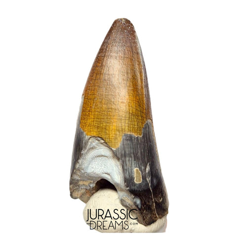 S439 - Nicely Preserved Sarcosuchus imperator Crocodile Tooth - Lower Cretaceous Elrhaz Fm