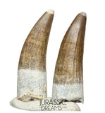 S126 - Set of 2 Finest Quality Suchomimus tenerensis Spinosaurid Dinosaur Teeth