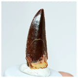 1028 - Gem Grade Abelisaurid 0.98'' Dinosaur Tooth