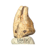 J302 - Top Rare Unidentified Theropod Dinosaur Claw - Lower Cretaceous Elrhaz Fm