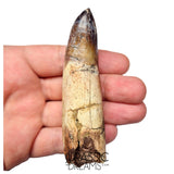 S491 - Museum Grade Fully Rooted Sarcosuchus imperator Crocodile Tooth - Cretaceous Elrhaz Fm