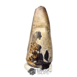 20449 - Huge Sarcosuchus imperator Crocodile Tooth - Lower Cretaceous Elrhaz Fm