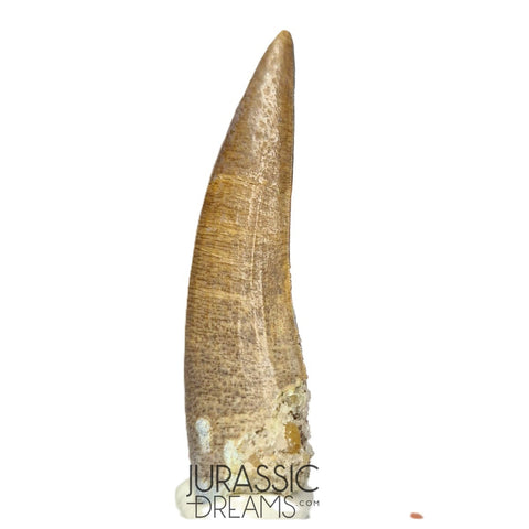 S157 -Finest Quality Suchomimus tenerensis Spinosaurid Dinosaur Tooth WITH VISIBLE CARINA