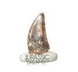 S187 - Gem Grade Abelisaurid (cf Rugops sp) Dinosaur Tooth - Cretaceous KemKem Beds