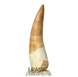 S328 - Stunning Large Zarafasaura oceanis (Elasmosaur) Partially Rooted Tooth - Late Cretaceous