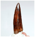 1024 - Gem Grade Spinosaurus aegyptiacus 2.95'' Dinosaur Tooth