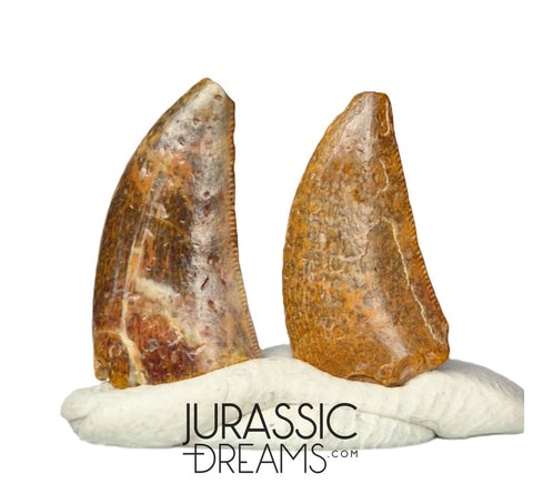 S199 - Set of 2 Nice Rare Kryptops palaios Abelisaurid Theropod Dinosaur Teeth - Elrhaz Fm