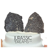 J211 - Exceedingly Rare Hadrosaurid (cf Maisaura peeblesorum) Set of 2 Egg Shells - Late Cretaceous Two Medicine Fm
