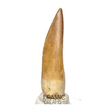 S416 - Stunning Large Zarafasaura oceanis (Elasmosaur) Partially Rooted Tooth - Late Cretaceous