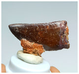 1057 - Gem Grade Carcharodontosaurus saharicus 1.45'' Dinosaur Tooth