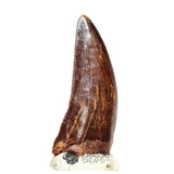 20041 - Gem Grade Carcharodontosaurus saharicus Dinosaur Tooth IN CATAWIKI AUCTION NOW