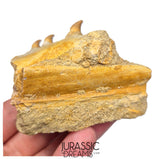 S265 - Beautiful Halisaurus arambourgi (Mosasaur) Partial Right Maxillary - Late Cretaceous