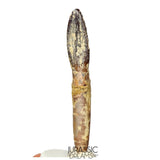 J512 - Top Rare fully Rooted cf Lapparentosaurus Titanosauriform / Basal Brachiosaurid Dinosaur Tooth - Middle Jurassic