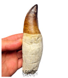 S258 - Outstanding Huge Thalassotitan atrox (Largest known mosasaur species) Rooted Tooth - Late Cretaceous