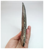 1209 - Museum Grade Unique Adratiklit boulahfa Oldest Stegosaurian Dinosaur Dorsal Plate - El Mers Fm