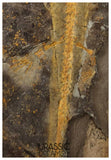 J567 - Museum Grade Rare Jeholotriton paradoxus - Primitive Jurassic Salamander - Daohugou Beds