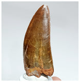 1006 - Gem Grade Large Carcharodontosaurus saharicus 3.14'' Dinosaur Tooth