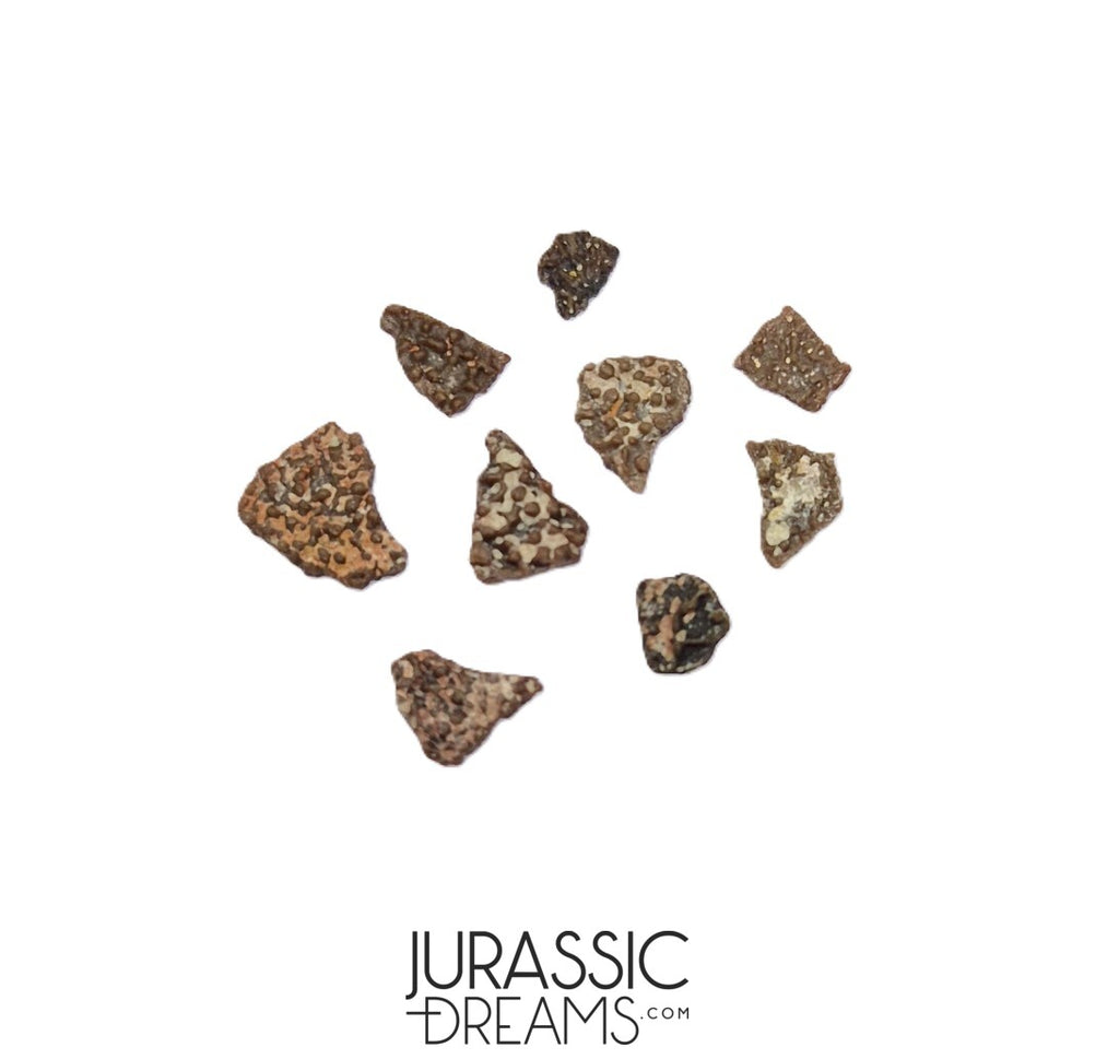 Top Rare Pyroraptor olympius Raptor Set of 9 Egg Shells - Late ...