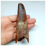 1043 - Massive Rooted Spinosaurus aegyptiacus 4.72'' Dinosaur Tooth