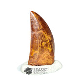 20323 - Nicely Preserved Carcharodontosaurus saharicus Dinosaur Tooth