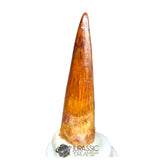 20213 - Gem Grade Spinosaurus aegyptiacus Dinosaur Tooth - Cretaceous KemKem Beds