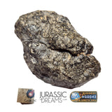 S100 -  "NWA 17660" Eucrite Polymict HED Achondrite Meteorite Half Stone 154g