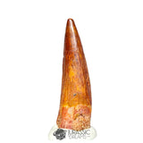 20287 - Nicely Preserved Spinosaurus aegyptiacus Dinosaur Tooth - Cretaceous KemKem Beds