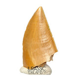S395 - Finest Quality Majungasaurus crenatissimus Abelisaurid Dinosaur Tooth - Late Cretaceous