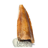 S142 - Top Rare Majungasaurus crenatissimus Abelisaurid Dinosaur PREMAXILLARY Tooth