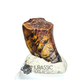 20160 - Finest Grade Ouranosaurus Basal Hadrosaurid Dinosaur Tooth - Cretaceous Elrhaz Fm IN CATAWIKI AUCTION