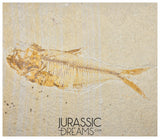 S271 - Nicely Preserved "Diplomystus dentatus" Fossil Fishs - Eocene Age from USA