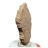 J122 - Exceedingly Rare Saltasaurus Titanosaur Egg Shell - Late Cretaceous Anacleto Fm