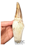 S317 - Outstanding "Mosasaurus hoffmanni" Rooted Tooth - Late Cretaceous - Rare Mosasaur Species