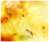 J19 - 2 Rare DAGGER FLIES Brachystomatidae & More Fossil Inclusion Genuine BALTIC AMBER + HQ Picture