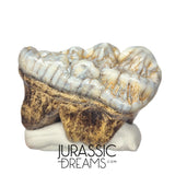 S234 - Gem Grade Huge Ice Age Cave Bear (Ursus spelaeus) Upper Molar Tooth (M2) - Pleistocene