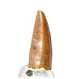 20203 - Unusual Large Abelisaurid Dinosaur Tooth - Cretaceous KemKem Beds