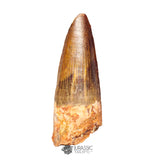 20392 - Nicely Preserved Spinosaurus aegyptiacus Dinosaur Tooth