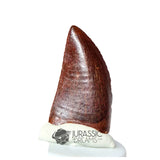 20166 - Nicely Preserved Carcharodontosaurus saharicus Dinosaur Tooth