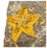 S81 - Nicely Preserved Petraster Ordovician Starfish Tiouririne Formation