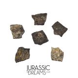 J215 - Unusual Unidentified Dinosaur Set of 6 Egg Shells - Upper Jurassic - "The Young Locality" Morrison Fm