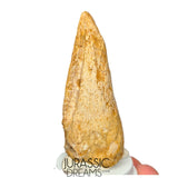 J516 - Nicely Preserved Spinosaurus aegyptiacus Dinosaur Foot Claw - Red Sanstone Beds