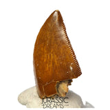 S361 - Outstanding Large Majungasaurus crenatissimus Abelisaurid Dinosaur Tooth - Late Cretaceous