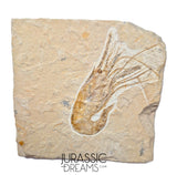 S378 - Nicely Preserved Large Fossil Shrimp "Carpopenaeus sp" - Cretaceous from Lebanon